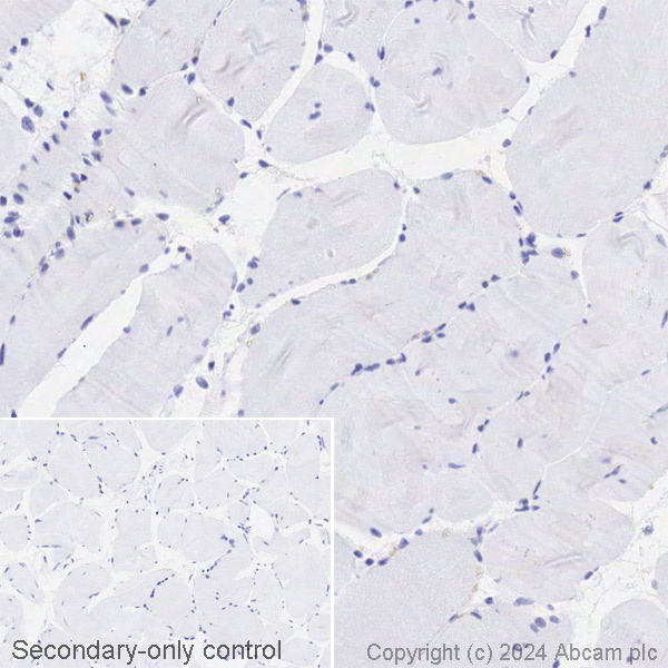 Biotin Biotin Anti CD63 Antibody EPR5702 Late Endosome Marker