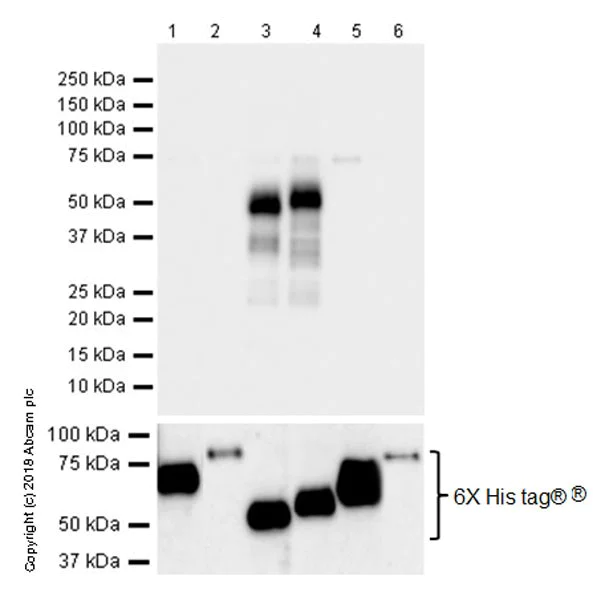 Western blot - Anti-0N Tau antibody [EPR21726] (AB218199)
