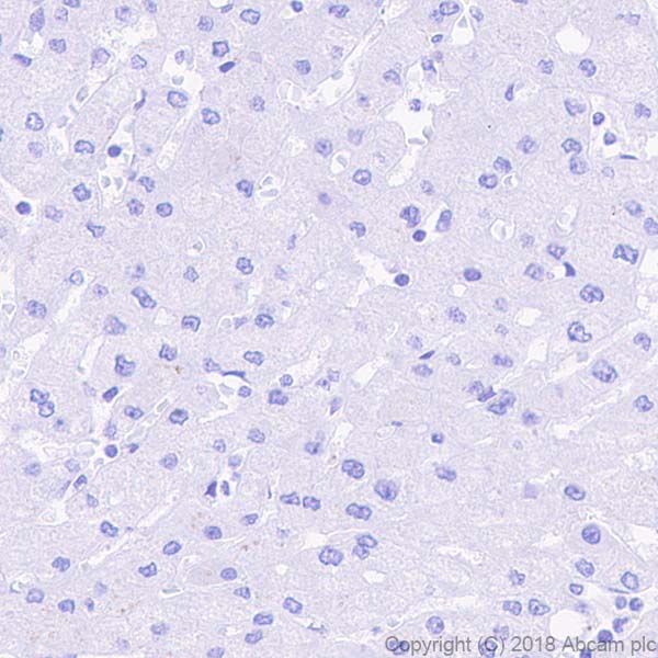 Immunohistochemistry (Formalin/PFA-fixed paraffin-embedded sections) - Anti-0N Tau antibody [EPR21726] - BSA and Azide free (AB242344), expandable thumbnail