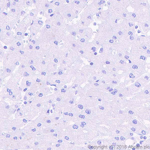 Immunohistochemistry (Formalin/PFA-fixed paraffin-embedded sections) - Anti-0N Tau antibody [EPR21726] - BSA and Azide free (AB242344)