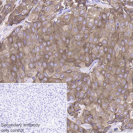 Immunohistochemistry (Formalin/PFA-fixed paraffin-embedded sections) - Anti-0N Tau antibody [EPR21726] - BSA and Azide free (AB242344), expandable thumbnail