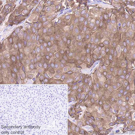 Immunohistochemistry (Formalin/PFA-fixed paraffin-embedded sections) - Anti-0N Tau antibody [EPR21726] - BSA and Azide free (AB242344)