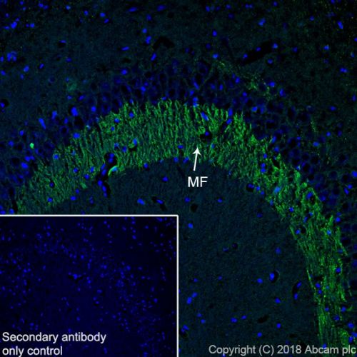 Immunohistochemistry (Frozen sections) - Anti-0N Tau antibody [EPR21726] - BSA and Azide free (AB242344), expandable thumbnail