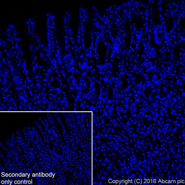 Immunohistochemistry (Frozen sections) - Anti-0N Tau antibody [EPR21726] - BSA and Azide free (AB242344), expandable thumbnail