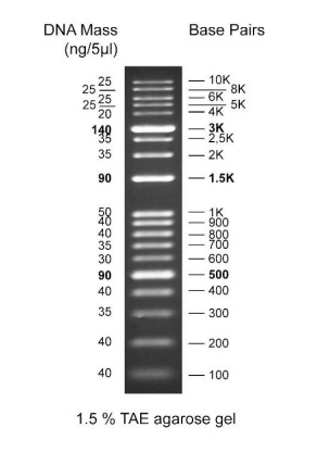 Electrophoresis - 1 kb DNA Ladder (AB286887), expandable thumbnail