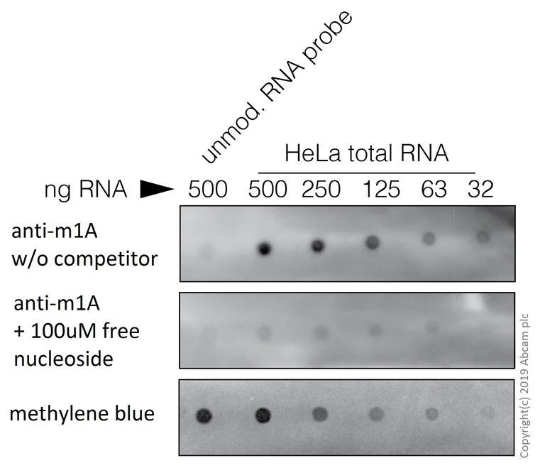 Dot Blot - Anti-1-methyladenosine (m1A) antibody [EPR-19836-208] (AB208196)