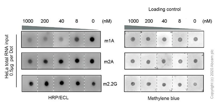 Dot Blot - Anti-1-methyladenosine (m1A) antibody [EPR-19836-208] (AB208196)
