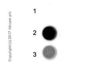 Immunoprecipitation - Anti-1-methyladenosine (m1A) antibody [EPR-19836-208] (AB208196)