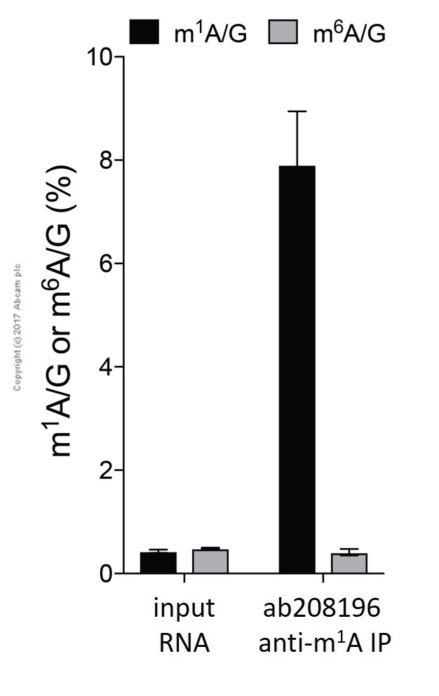 Immunoprecipitation - Anti-1-methyladenosine (m1A) antibody [EPR-19836-208] (AB208196)