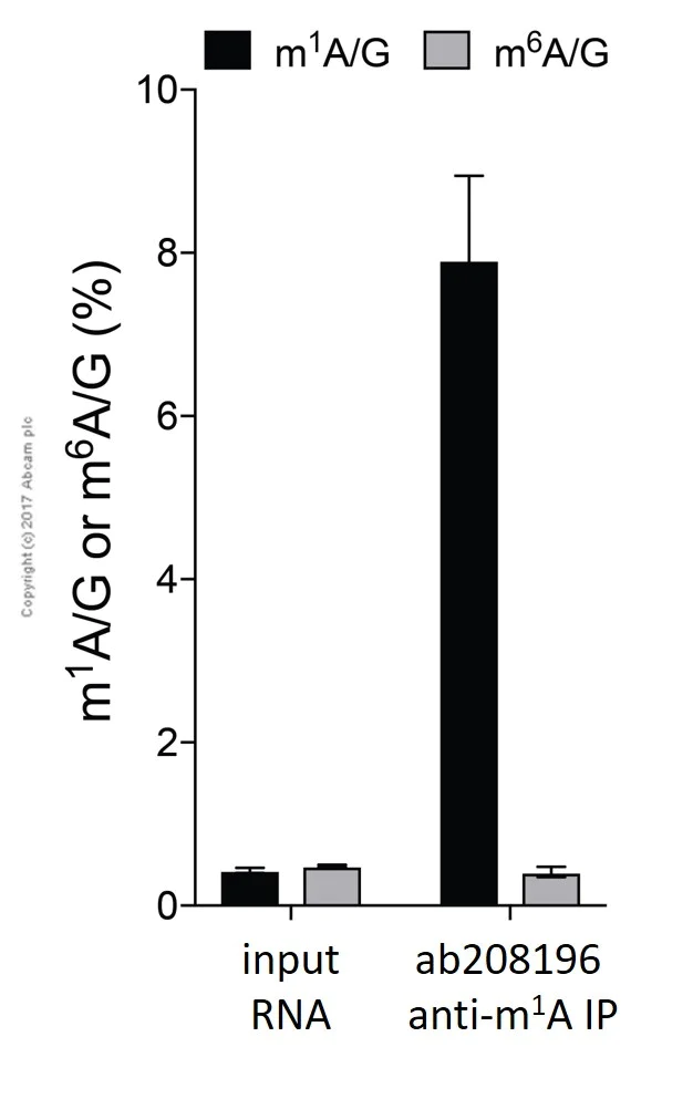 Immunoprecipitation - Anti-1-methyladenosine (m1A) antibody [EPR-19836-208] - BSA and Azide free (AB251495)