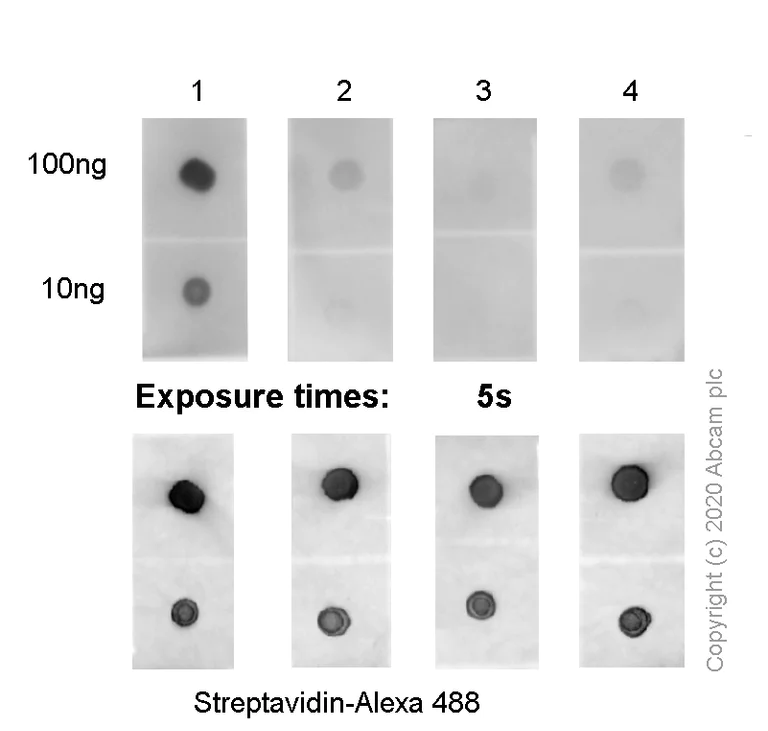 Dot Blot - Anti-1-methylguanosine (m1G) antibody [EPR19833-150] (AB208199)