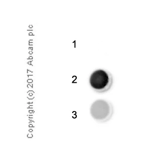 Immunoprecipitation - Anti-1-methylguanosine (m1G) antibody [EPR19833-150] - BSA and Azide free (AB228858)