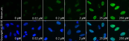 Immunocytochemistry/ Immunofluorescence - 10-Hydroxycamptothecin, DNA topoisomerase I inhibitor (AB141071)