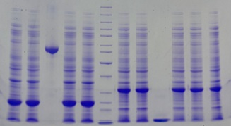 SDS-PAGE - 10% Precast Protein Gels, 12-Wells (AB326090)
