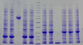 SDS-PAGE - 10% Precast Protein Gels, 12-Wells (AB326090)