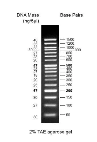 Electrophoresis - 100 bp DNA Ladder (AB286888)