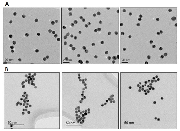 Electron Microscopy - 10nm Gold Nanoparticles (1 OD) (AB269933)