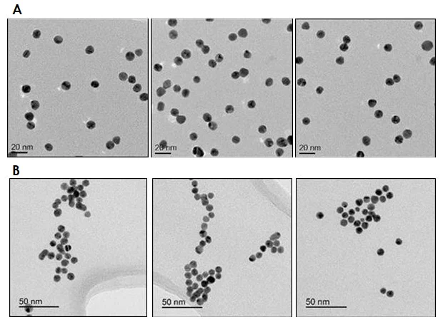 Electron Microscopy - 10nm Gold Nanoparticles (10 OD) (AB269934)