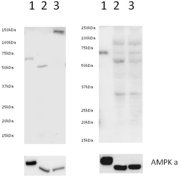 Western blot - 10X Blocking Buffer (AB126587)