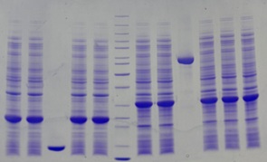 SDS-PAGE - 12% Precast Protein Gels, 12-Wells (AB326089)