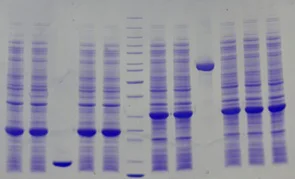SDS-PAGE - 12% Precast Protein Gels, 12-Wells (AB326089)