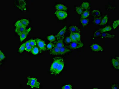 Immunocytochemistry/ Immunofluorescence - Anti-14-3-3 alpha + beta antibody (AB237807)