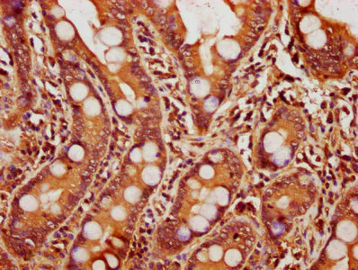 Immunohistochemistry (Formalin/PFA-fixed paraffin-embedded sections) - Anti-14-3-3 alpha + beta antibody (AB237807)