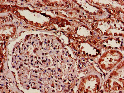 Immunohistochemistry (Formalin/PFA-fixed paraffin-embedded sections) - Anti-14-3-3 alpha + beta antibody (AB237807)