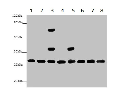 Western blot - Anti-14-3-3 alpha + beta antibody (AB237807)