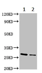 Western blot - Anti-14-3-3 alpha + beta antibody (AB237807)