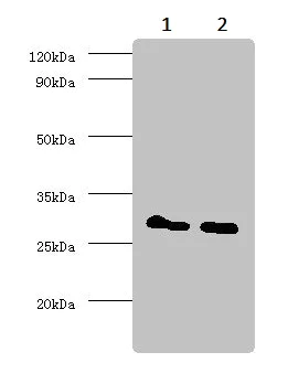 Western blot - Anti-14-3-3 alpha + beta antibody (AB237807)