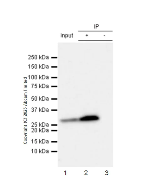 Immunoprecipitation - Anti-14-3-3 alpha + beta antibody [Y62] (AB32560)
