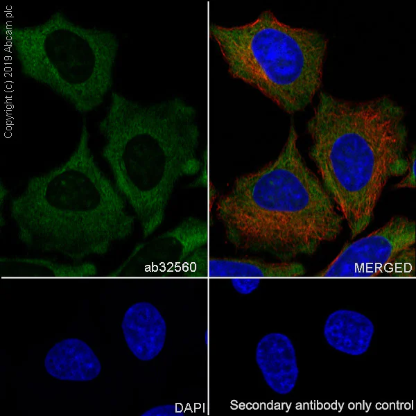 Immunocytochemistry/ Immunofluorescence - Anti-14-3-3 alpha + beta antibody [Y62] - BSA and Azide free (AB247270)