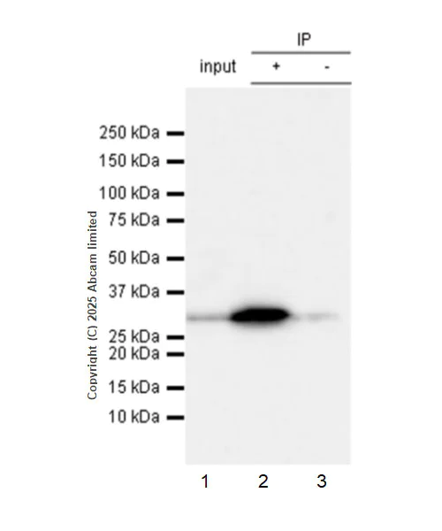 Immunoprecipitation - Anti-14-3-3 alpha + beta antibody [Y62] - BSA and Azide free (AB247270)