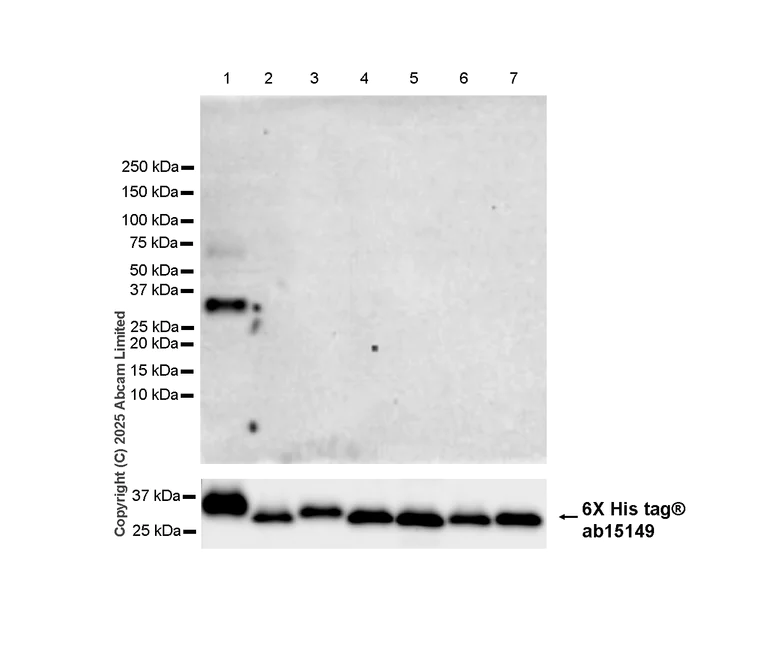 Western blot - Anti-14-3-3 alpha + beta antibody [Y62] - BSA and Azide free (AB247270)