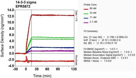 OI-RD Scanning - Anti-14-3-3 antibody [EPR5872] (AB133538)