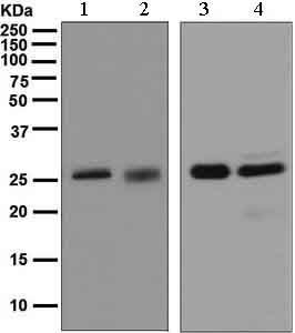 Western blot - Anti-14-3-3 antibody [EPR5872] (AB133538)