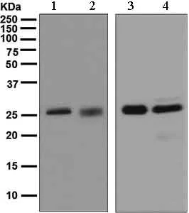 Western blot - Anti-14-3-3 antibody [EPR5872] (AB133538)