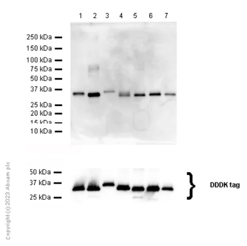 Western blot - Anti-14-3-3 antibody [EPR5872] (AB133538)