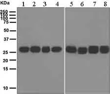 Western blot - Anti-14-3-3 antibody [EPR6379] - BSA and Azide free (AB248475)