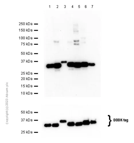 Western blot - Anti-14-3-3 antibody [EPR6379] - BSA and Azide free (AB248475)