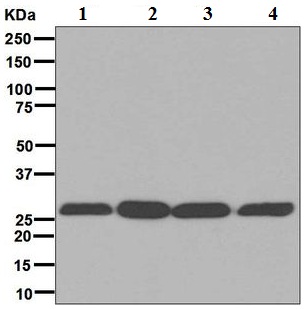 Western blot - Anti-14-3-3 antibody [EPR6380] (AB125032)