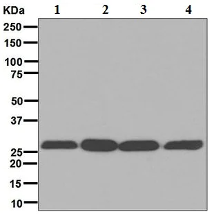 Western blot - Anti-14-3-3 antibody [EPR6380] (AB125032)