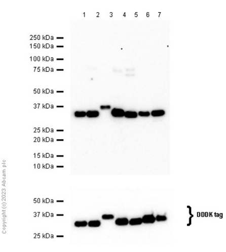 Western blot - Anti-14-3-3 antibody [EPR6380] (AB125032)