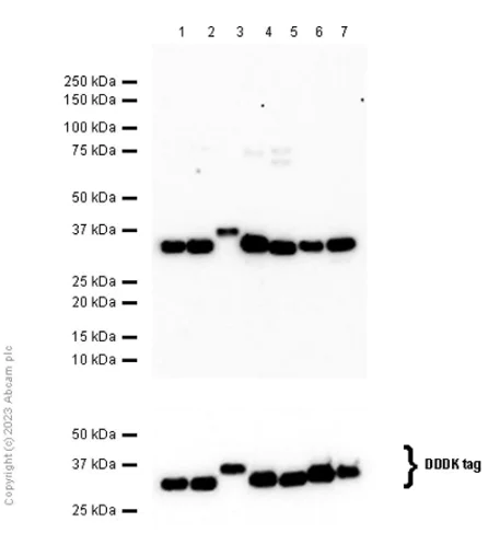 Western blot - Anti-14-3-3 antibody [EPR6380] (AB125032)