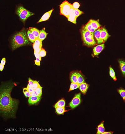 Immunocytochemistry/ Immunofluorescence - Anti-14-3-3 beta antibody (AB15260)