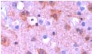Immunohistochemistry (Formalin/PFA-fixed paraffin-embedded sections) - Anti-14-3-3 beta antibody (AB15260)