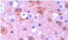 Immunohistochemistry (Formalin/PFA-fixed paraffin-embedded sections) - Anti-14-3-3 beta antibody (AB15260)