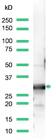 Western blot - Anti-14-3-3 beta antibody (AB15260)