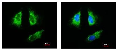Immunocytochemistry/ Immunofluorescence - Anti-14-3-3 beta antibody (AB97273)